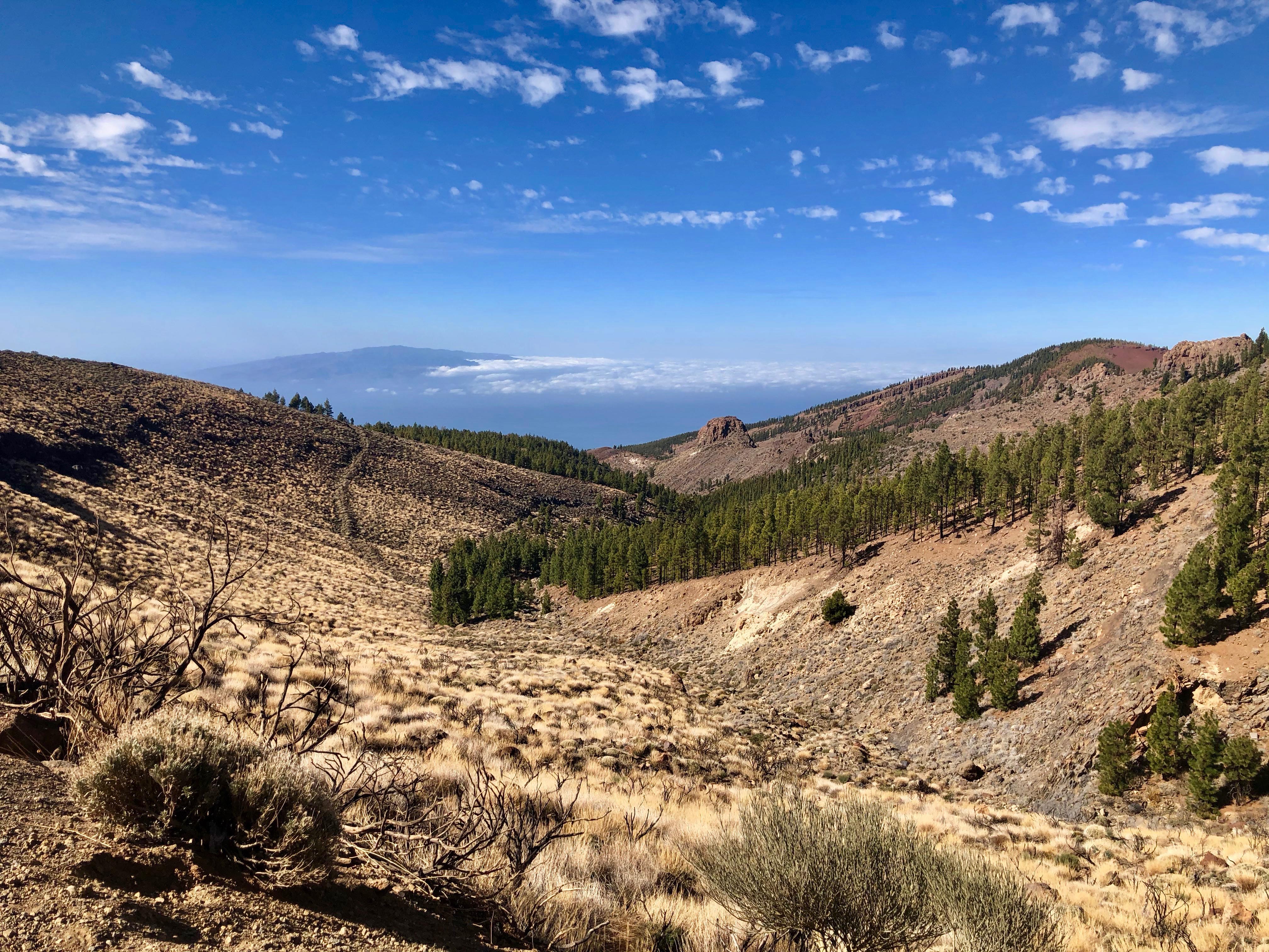 tenerife trees