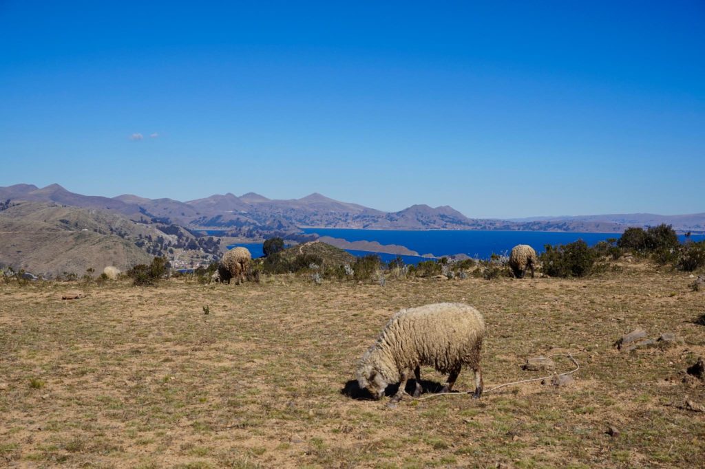 DSC03265 Bolivia