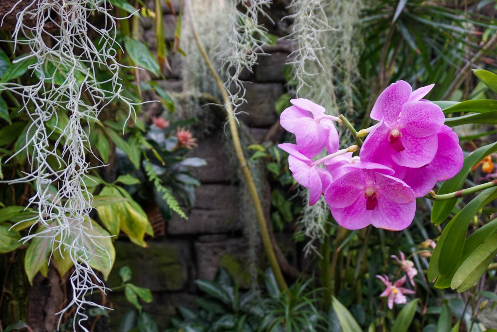 orchids at duke farms in new jersey